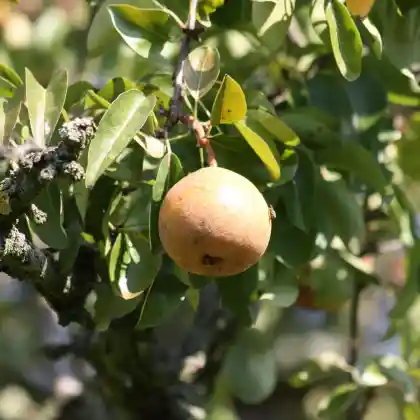 Foto von Birne 'Deutsche Nationalbergamotte' (Pyrus communis 'Deutsche Nationalbergamotte')