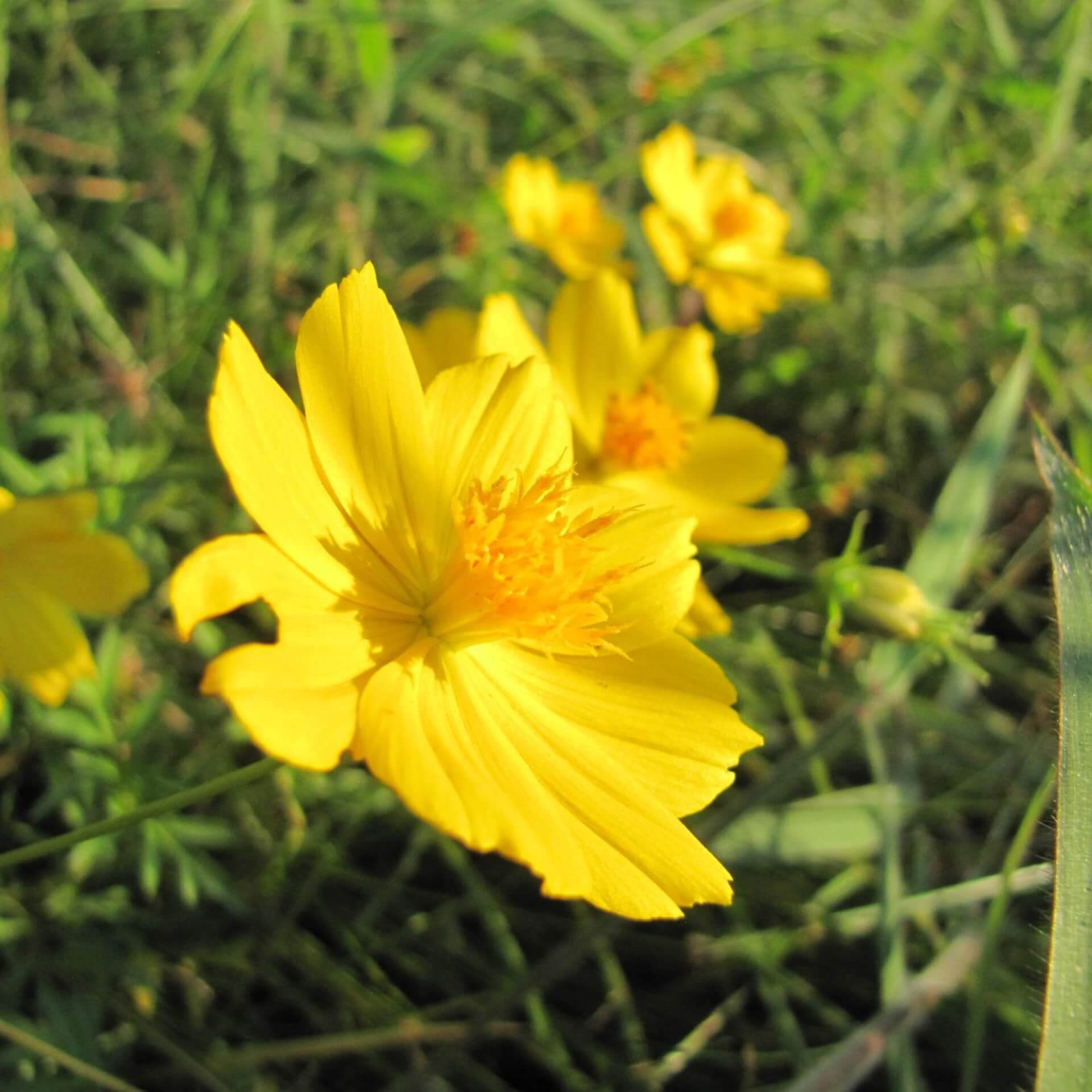 Palmlaub-Mädchenauge (Coreopsis palmata)