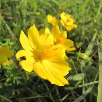 Foto von Palmlaub-Mädchenauge (Coreopsis palmata)