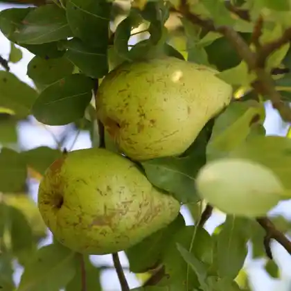 Foto von Birne 'Präsident Drouard' (Pyrus communis 'Präsident Drouard')
