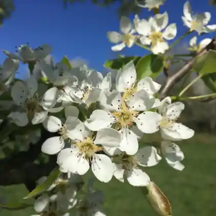 Foto von Birne 'Schweizer Hose' (Pyrus communis 'Schweizer Hose')