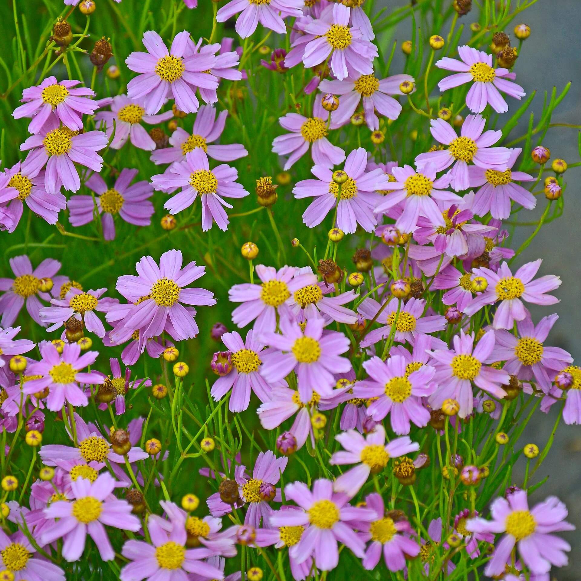 Rosablühendes Schönauge 'American Dream' (Coreopsis rosea 'American Dream')