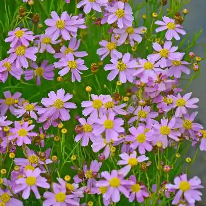 Foto von Rosablühendes Schönauge 'American Dream' (Coreopsis rosea 'American Dream')