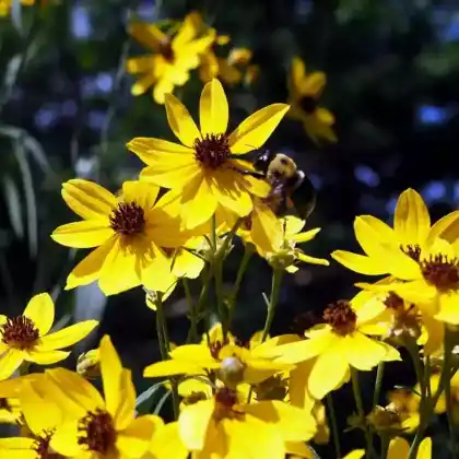 Foto von Hohes Mädchenauge (Coreopsis tripteris)