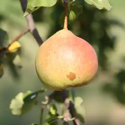 Foto von Birne 'Großer Französischer Katzenkopf' (Pyrus communis 'Großer Französischer Katzenkopf')