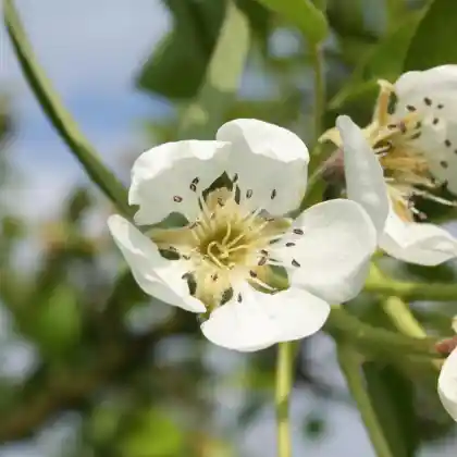 Foto von Birne 'Sievenicher Mostbirne' (Pyrus communis 'Sievenicher Mostbirne')