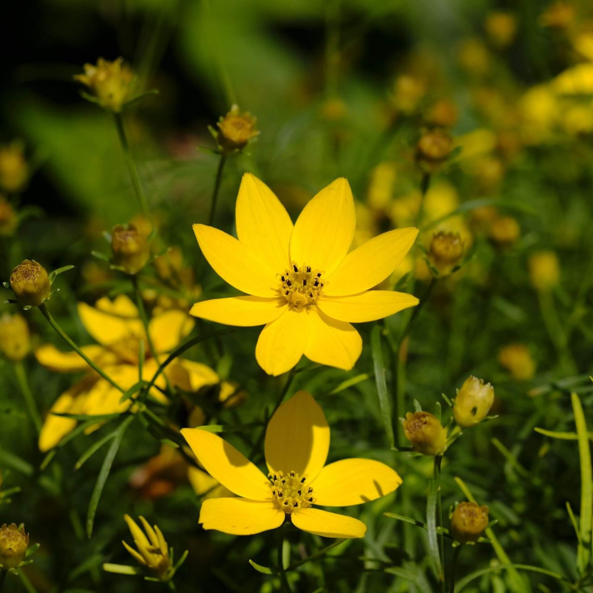 Quirlblättriges Mädchenauge (Coreopsis verticillata)