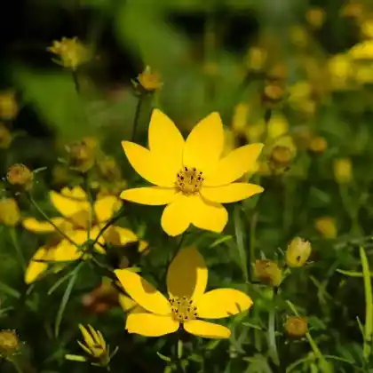 Foto von Quirlblättriges Mädchenauge (Coreopsis verticillata)