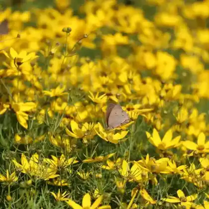 Foto von Quirlblättriges Mädchenauge 'Grandiflora' (Coreopsis verticillata 'Grandiflora')