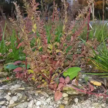 Foto von Vielsamiger Gänsefuß (Chenopodium polyspermum)