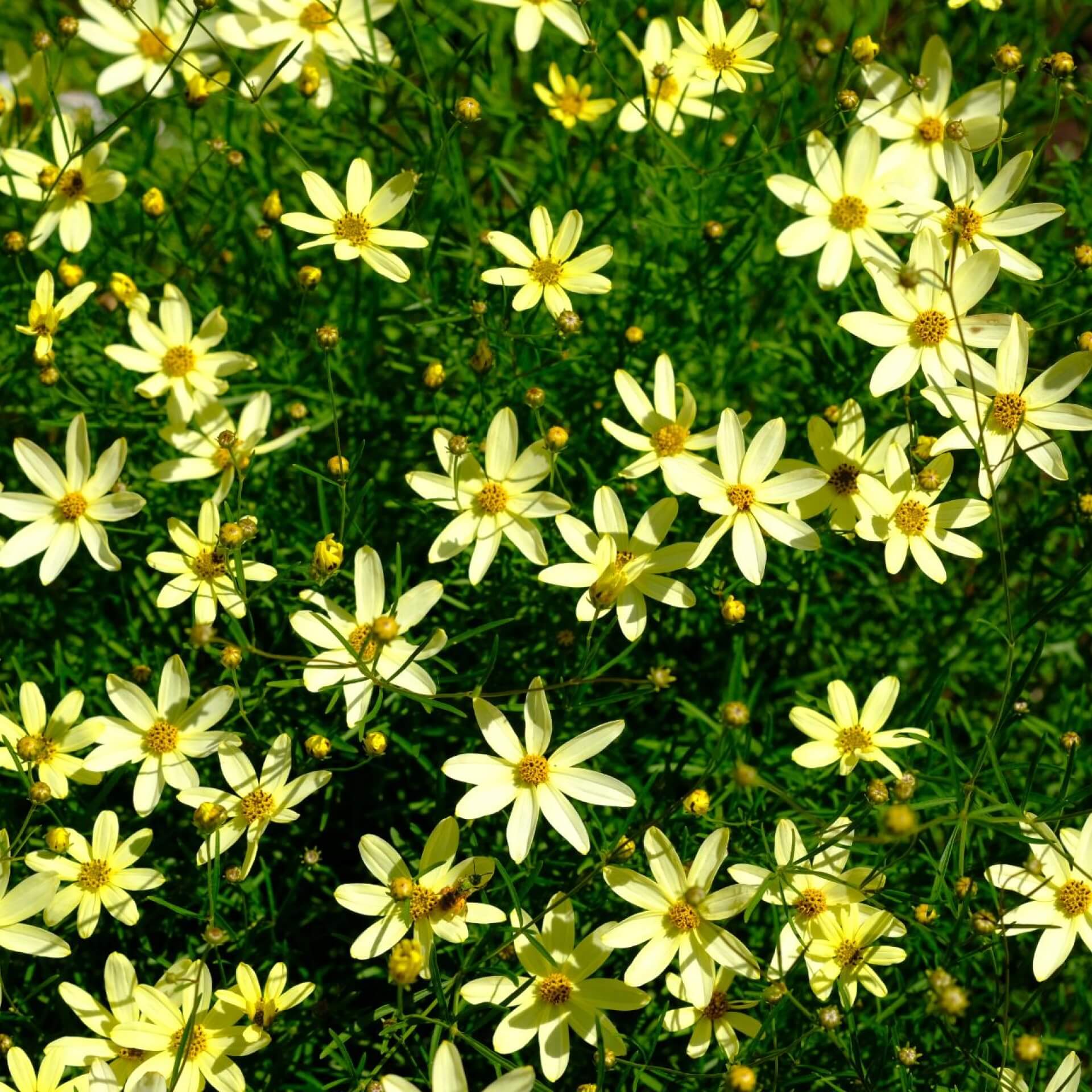 Netzblatt Schönauge 'Moonbeam' (Coreopsis verticillata 'Moonbeam')