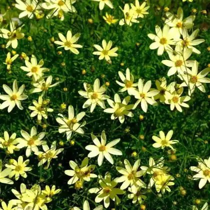 Foto von Netzblatt Schönauge 'Moonbeam' (Coreopsis verticillata 'Moonbeam')