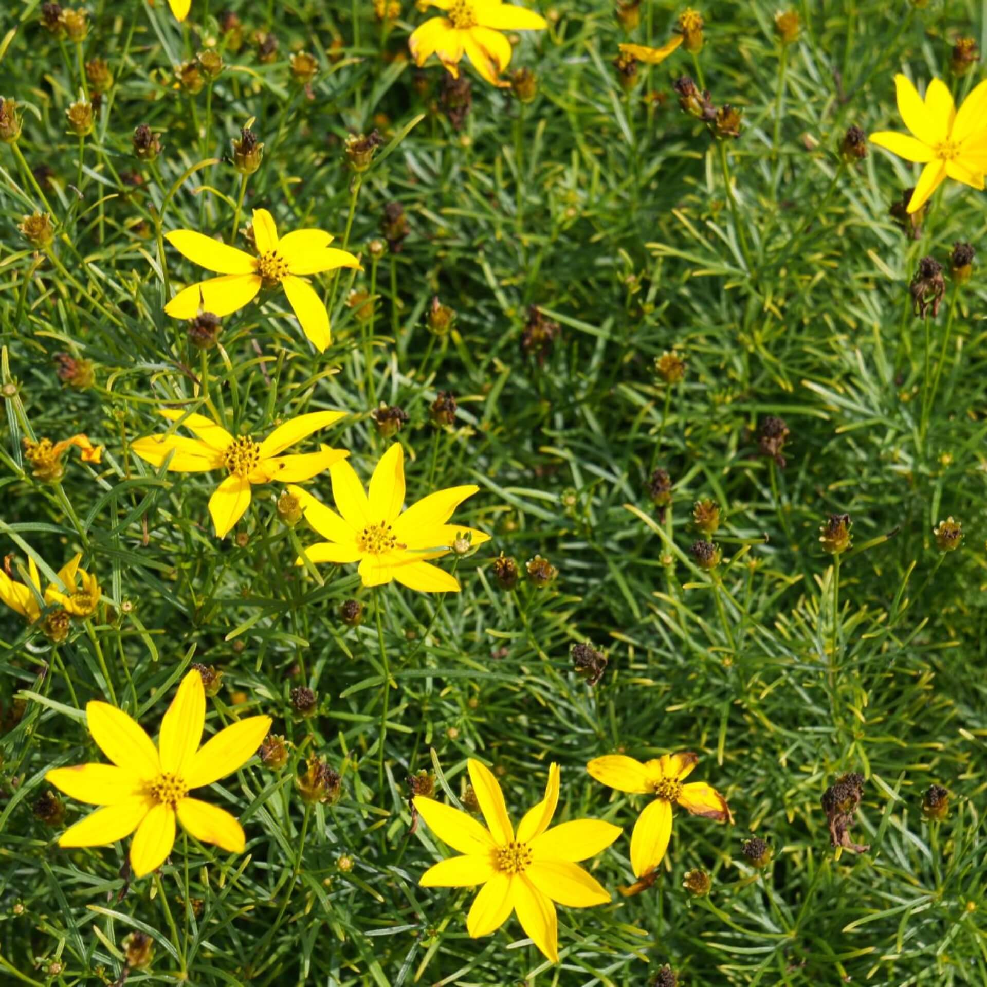 Netzblatt Schönauge 'Zagreb' (Coreopsis verticillata 'Zagreb')