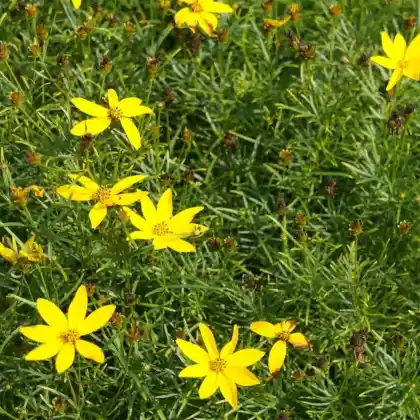 Foto von Netzblatt Schönauge 'Zagreb' (Coreopsis verticillata 'Zagreb')