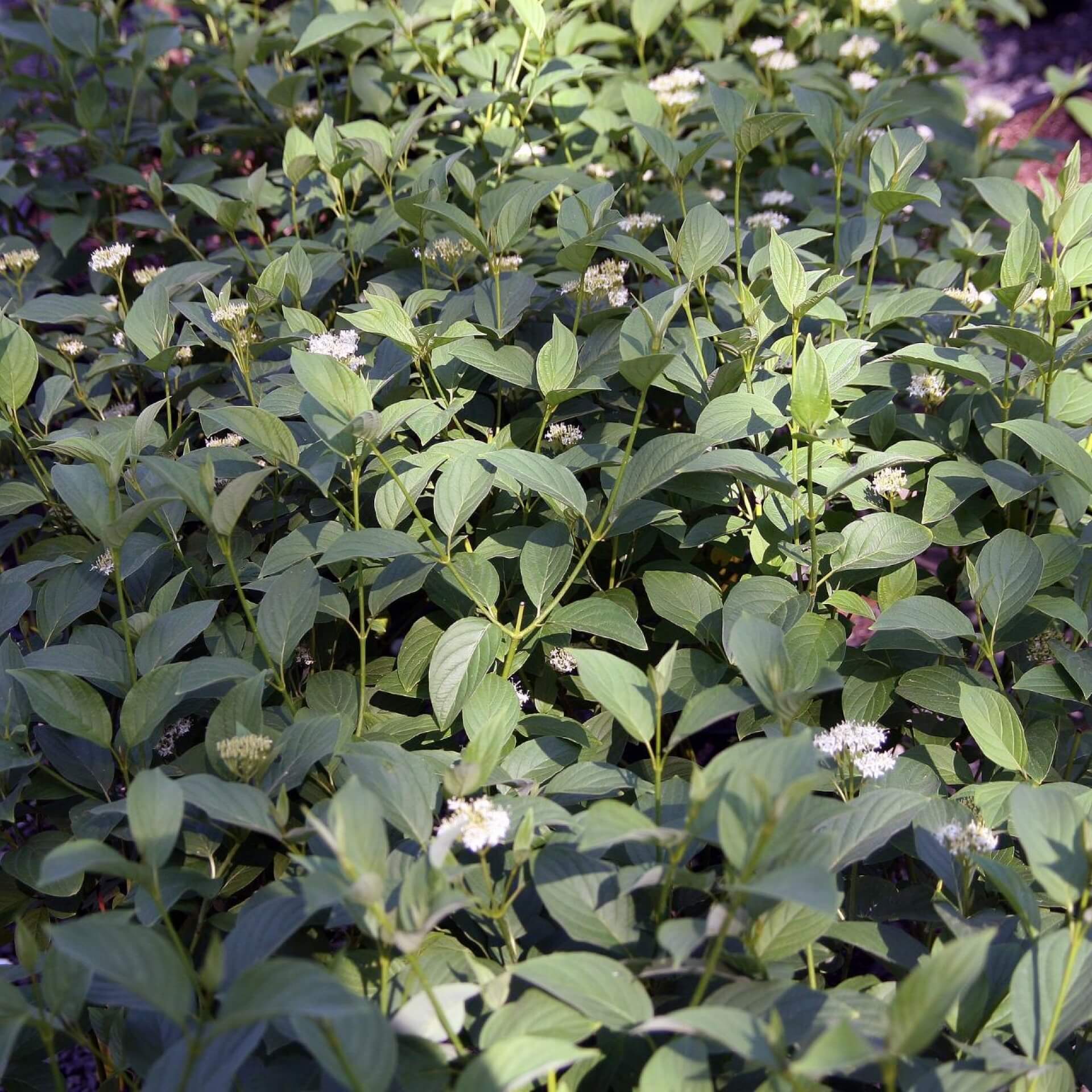 Tatarischer Hartriegel (Cornus alba)