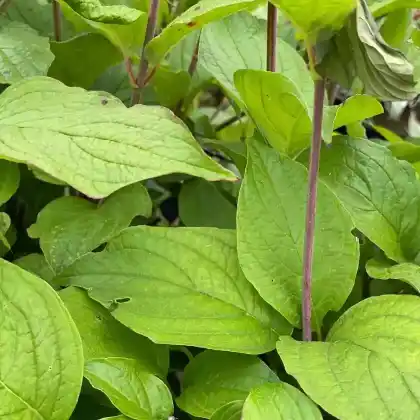 Foto von Sibirischer Hartriegel (Cornus alba 'Sibirica')