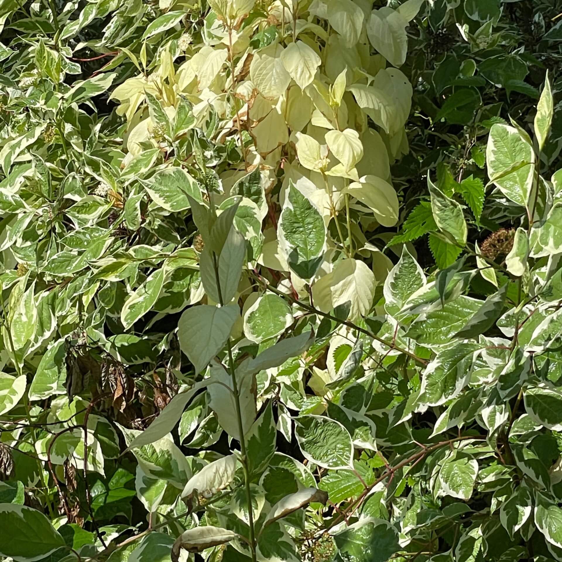 Sibirischer Hartriegel (Cornus alba 'Sibirica')