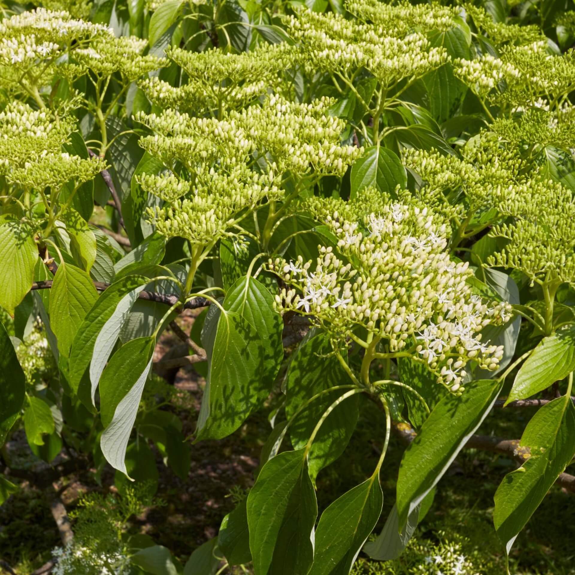 Wechselblättriger Hartriegel (Cornus alternifolia)