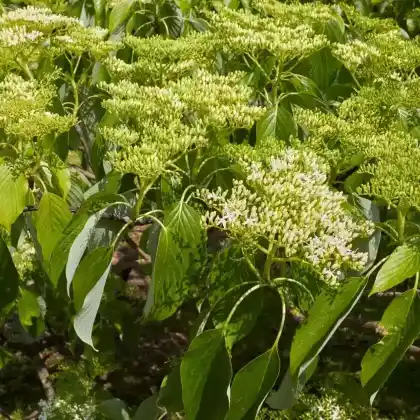 Foto von Wechselblättriger Hartriegel (Cornus alternifolia)