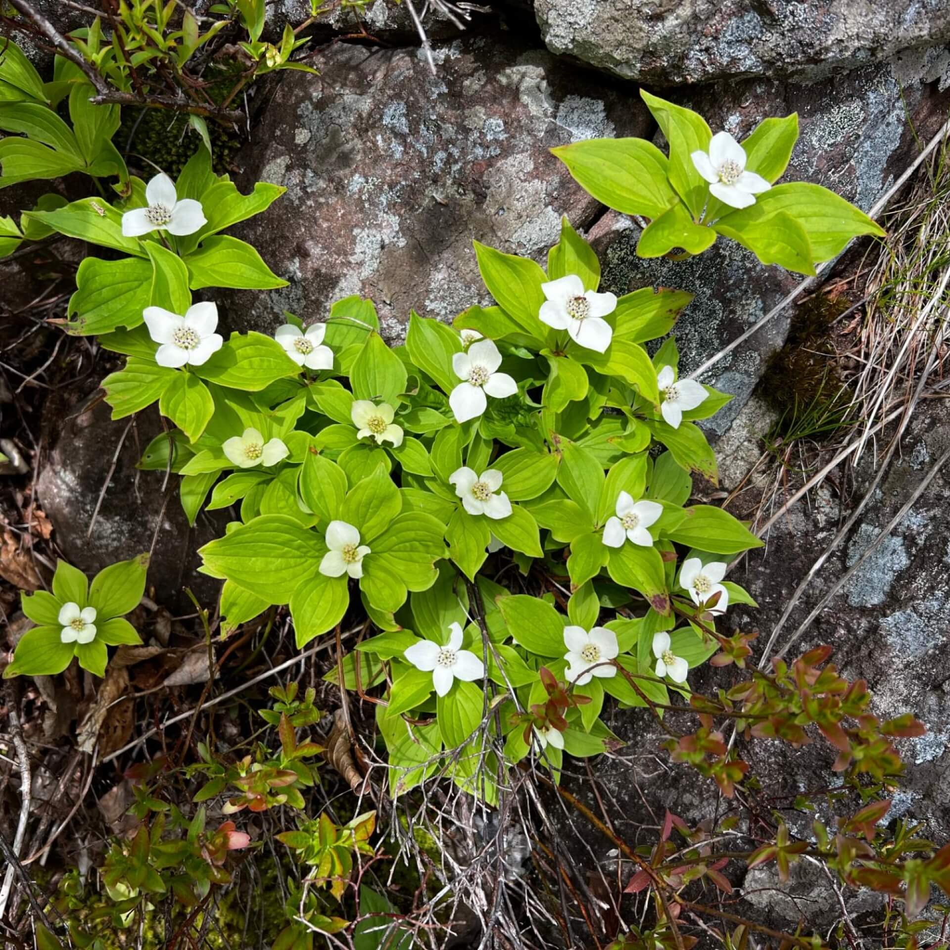 Teppich-Hartriegel (Cornus canadensis)