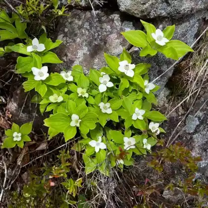 Foto von Teppich-Hartriegel (Cornus canadensis)