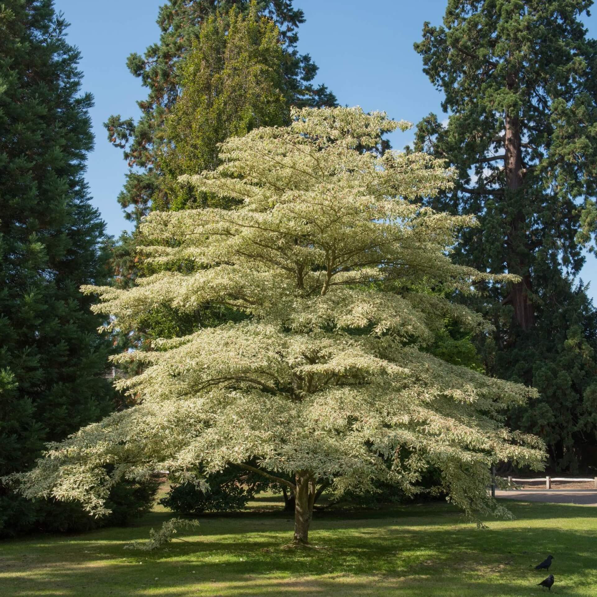 Riesen-Hartriegel (Cornus controversa)