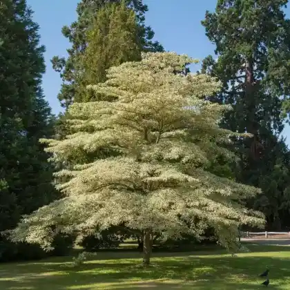 Foto von Riesen-Hartriegel (Cornus controversa)