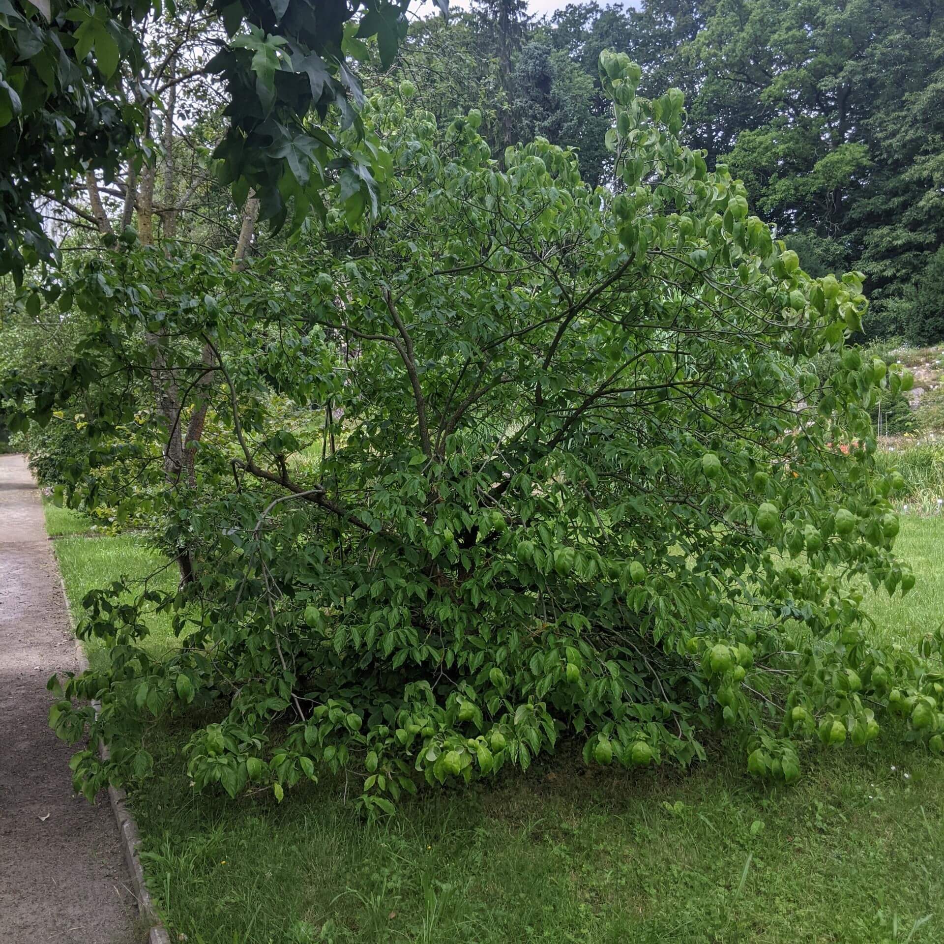 Blüten-Hartriegel (Cornus florida)