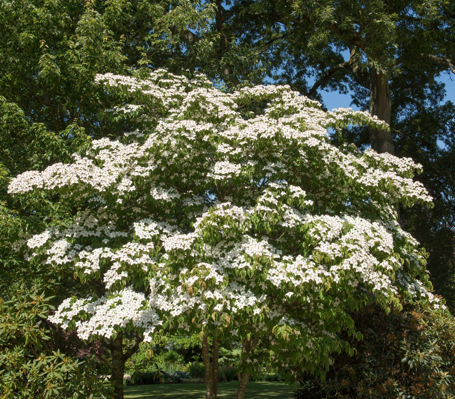 Japanischer BlumenHartriegel / Cornus kousa