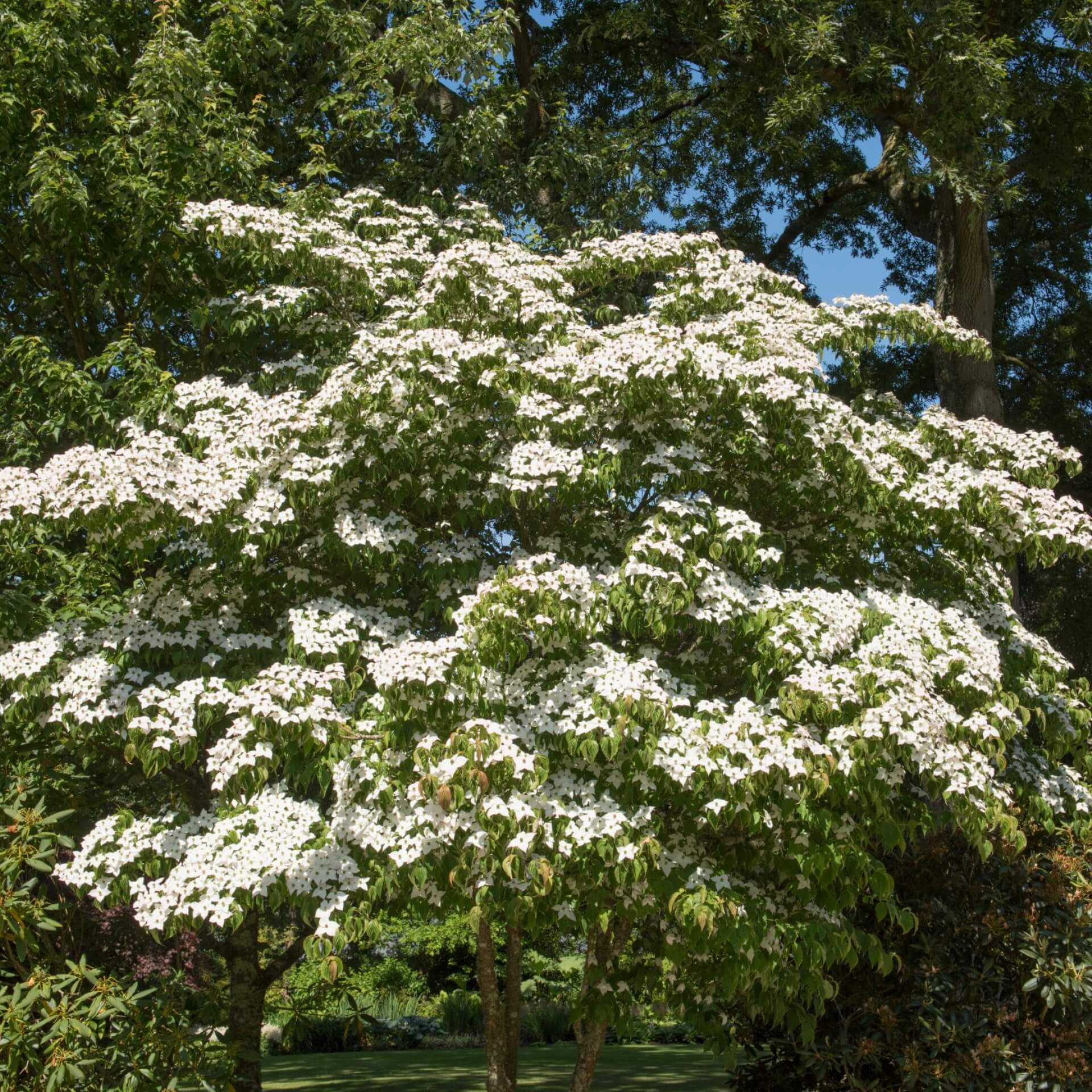 Japanischer Blumen-Hartriegel (Cornus kousa)