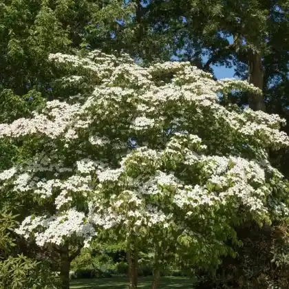 Foto von Japanischer Blumen-Hartriegel (Cornus kousa)