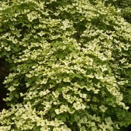 Foto von Chinesischer Blumen-Hartriegel (Cornus kousa var. chinensis)