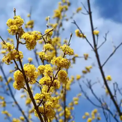 Foto von Kornelkirsche (Cornus mas)