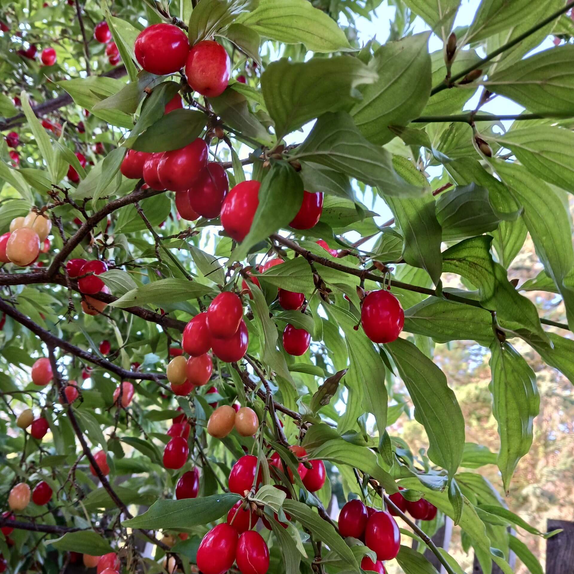 Kornelkirsche 'Jolico' (Cornus mas 'Jolico')