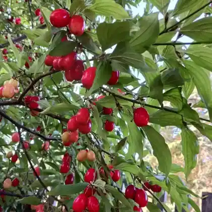 Foto von Kornelkirsche 'Jolico' (Cornus mas 'Jolico')