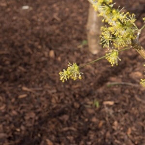 Cornus mas 'Kasanlaker'