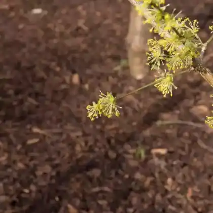 Foto von Kornelkirsche 'Kasanlaker' (Cornus mas 'Kasanlaker')