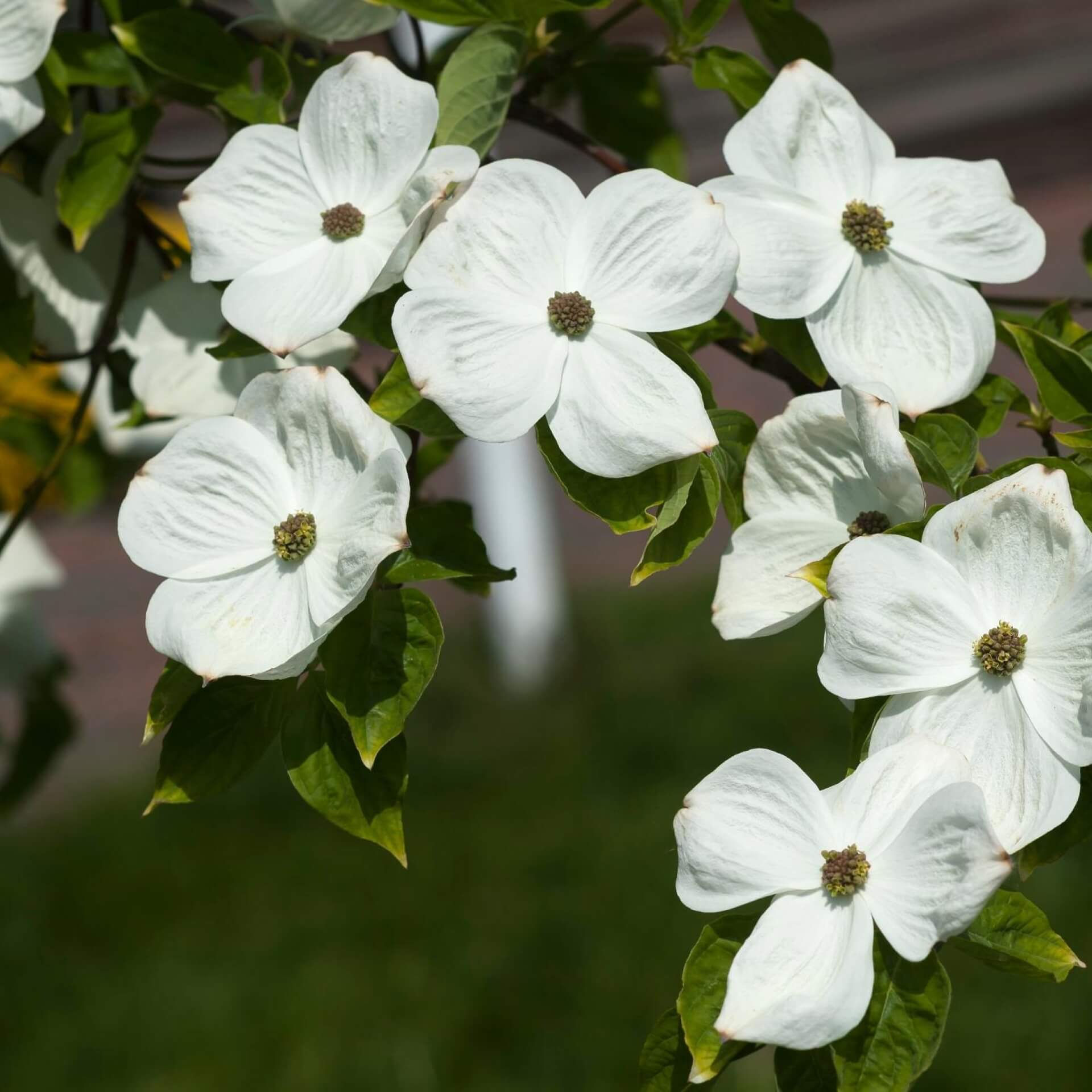 Nutalls Blumen-Hartriegel (Cornus nuttallii)