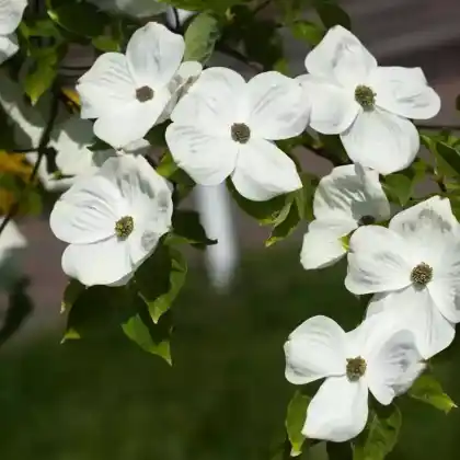 Foto von Nutalls Blumen-Hartriegel (Cornus nuttallii)