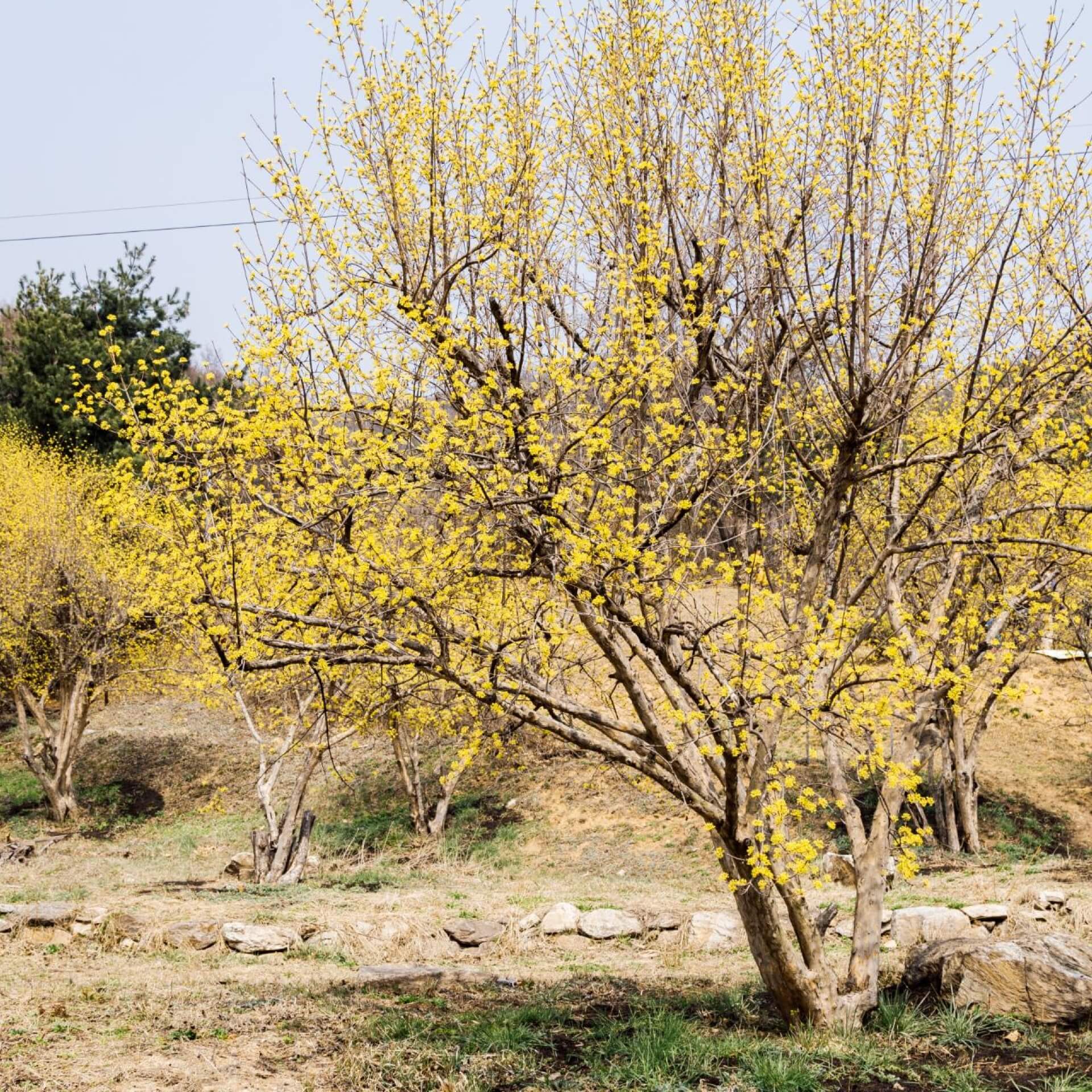 Japanische Kornelkirsche (Cornus officinalis)