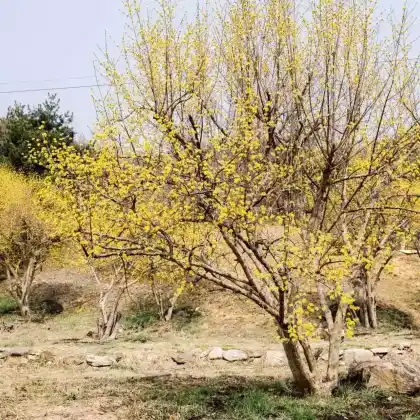 Foto von Japanische Kornelkirsche (Cornus officinalis)