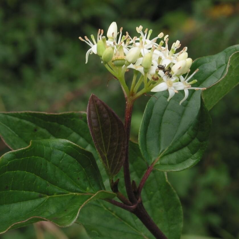 Roter Hartriegel / Cornus sanguinea