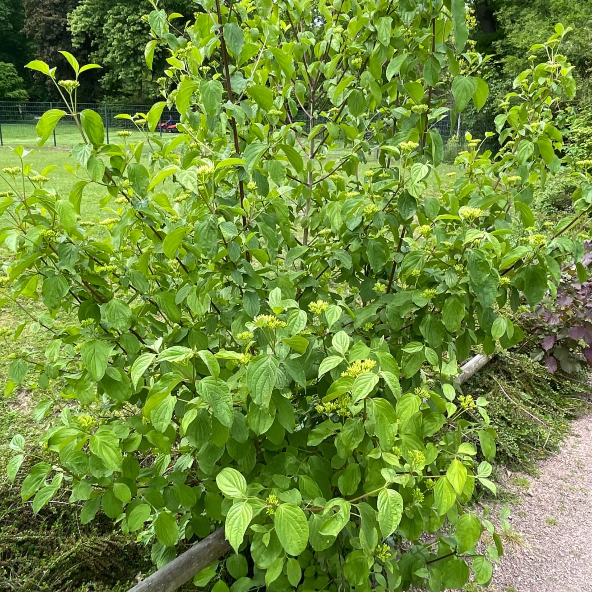 Roter Hartriegel (Cornus sanguinea)