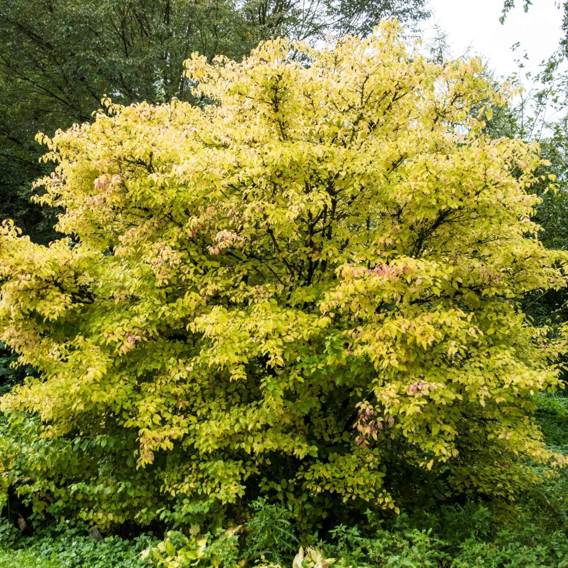 Roter Hartriegel 'Midwinter Fire' (Cornus sanguinea 'Midwinter Fire')