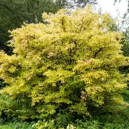 Foto von Roter Hartriegel 'Midwinter Fire' (Cornus sanguinea 'Midwinter Fire')