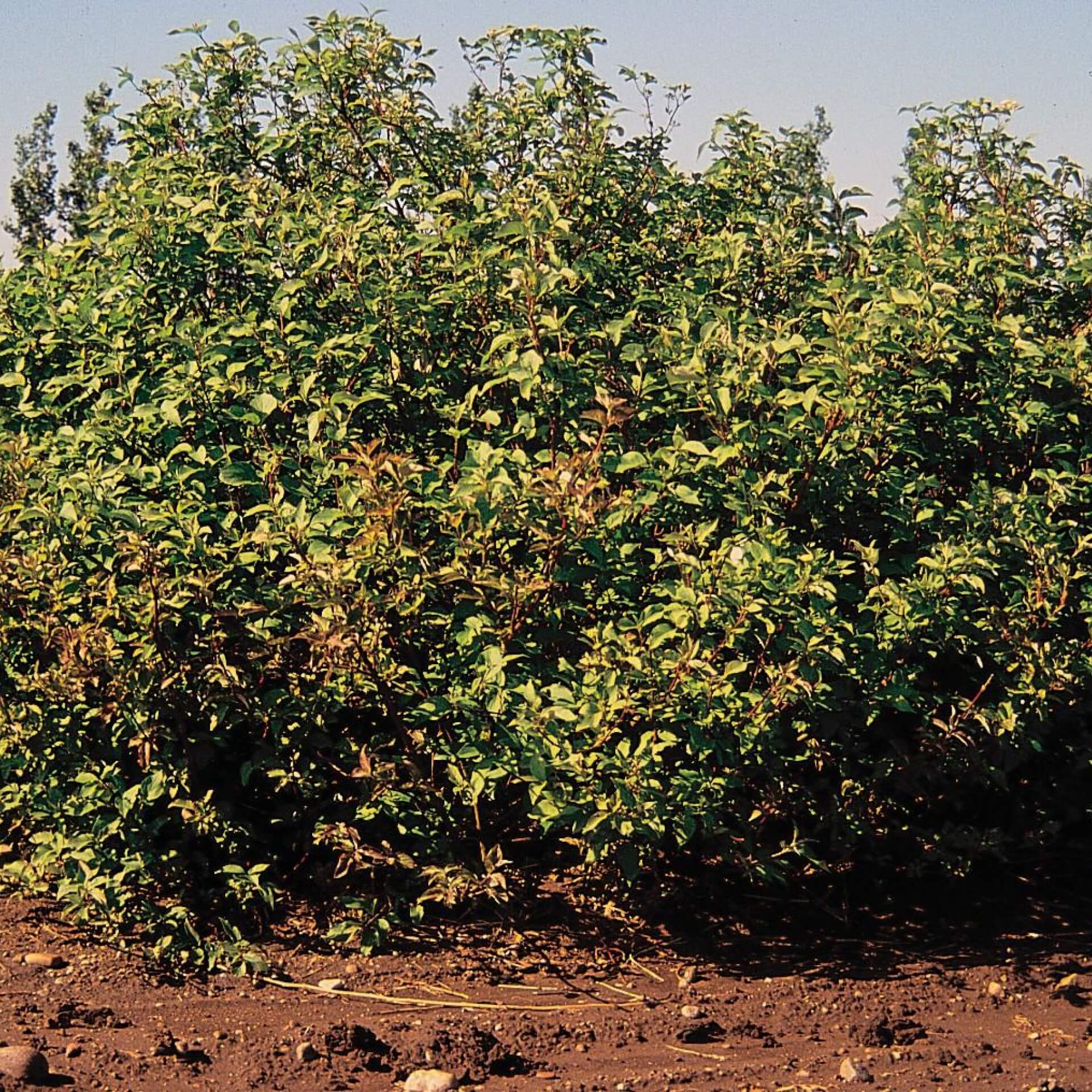 Seidiger Hartriegel (Cornus sericea)