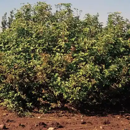 Foto von Seidiger Hartriegel (Cornus sericea)