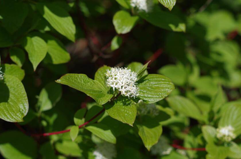 Seidiger Hartriegel Expertenwissen für den Garten