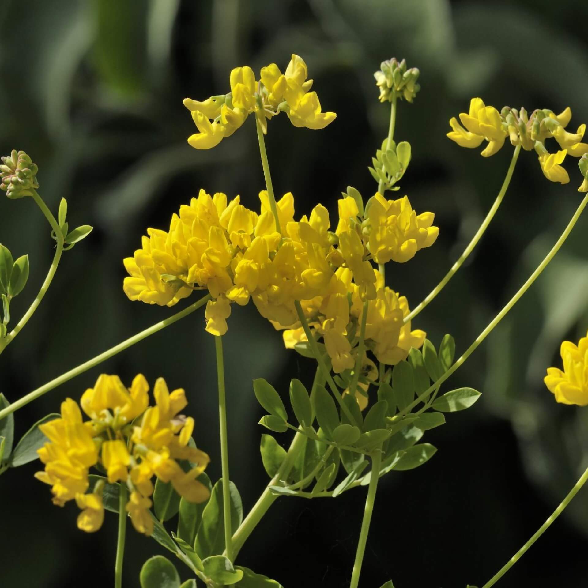 Berg-Kronwicke (Coronilla coronata)