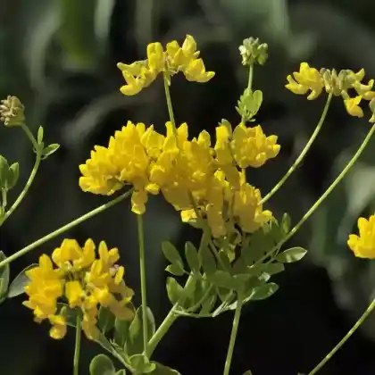 Foto von Berg-Kronwicke (Coronilla coronata)